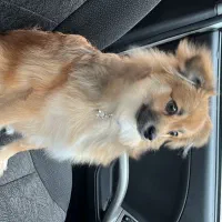 پامر اشپیتز 6 ماهه