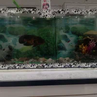 آکواریوم بزرگ سالم|ماهی|تایباد, |دیوار