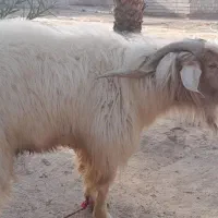 فروش یک راس بز نر