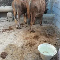 گوساله نر نژاد سویسی مال خوب وسالم