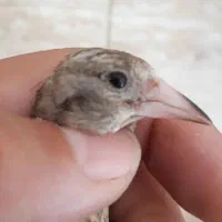 شاه سهره .درشت هربه دار