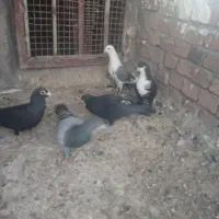 کبوتر