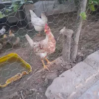 باسلام دوعدد خروس محلی جوان وسرحال