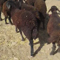 ۱۳ راس میش بره غزل افشار و افشار|حیوانات مزرعه|نهاوند, |دیوار