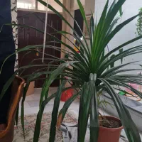 گل پاندانوس|گل و گیاه طبیعی|شهریار, کرد امیر|دیوار