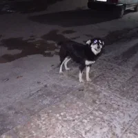 سگَ|حیوانات|خرم‌آباد, |دیوار