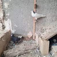 کبوتر رنگی خال آبی قره مینا|پرنده|مشهد, چهاربرج|دیوار