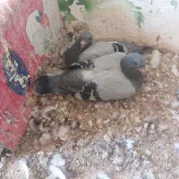 کبوتر مسافتی و رنگه