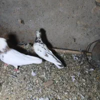تعداد۳جفت کبوتر
