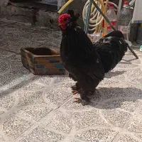 خروس سیاه