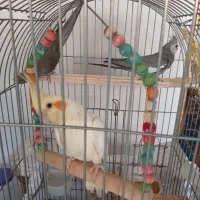 ۳ عدد عروس هلندی