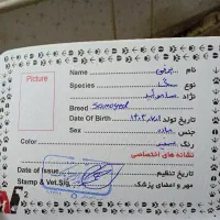 سگ ساموئید|سگ|مشهد, شهید بهشتی|دیوار