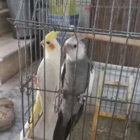 عروس هلندی