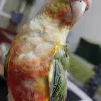 طوطی گرینچیک سخنگو رام و دستی