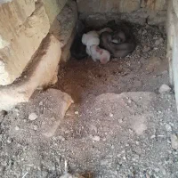 فروش ۱جفت سگ پامر عروسکی ۸آبان زاییده|سگ|یزد, |دیوار