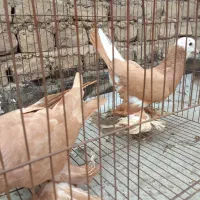 کبوتر پاپر ساری قعجله وابی وسیاه