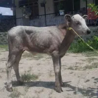 ۳راس گوساله مونت و هلشتاین
