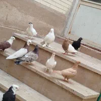 تعدادی کبوت