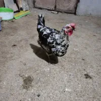 مرغ گلین|حیوانات مزرعه|اهواز, ۲۴ متری|دیوار