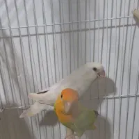 طوطی برزیلی با تخم و جوجه عروس هلندی