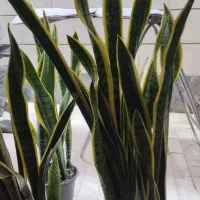 سانسوریا شمشیری ابلغ