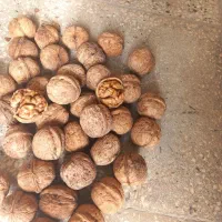 گردو|خوردنی و آشامیدنی|شیروان (خراسان), |دیوار
