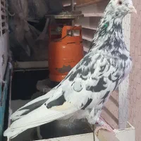 کفتر سرور پرشی|پرنده|آفتاب, |دیوار