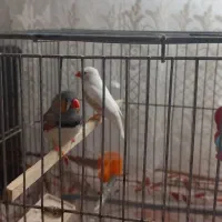 یک جفت فنج|پرنده|تبریز, |دیوار