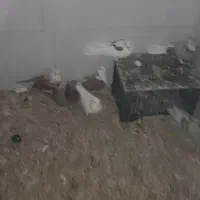 کفتر سرخ و طاقی