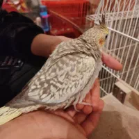 تخم عروس هلندی نطفه دار