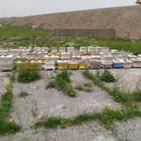 فروش زنبورعسل نژاد بومی