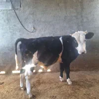 دوراس گوساله سیمنتال ودورک۳۰۰کیلو