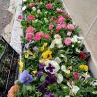 بنفشه درهمه رنگ شماره تماس بگیرین