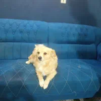 سگ پامر 11ماهه|سگ|اسلام‌شهر, شهرک سعیدیه|دیوار