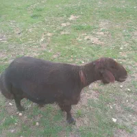 فروش نرمیش غزل افشار