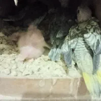 جوجه عروس هلندی