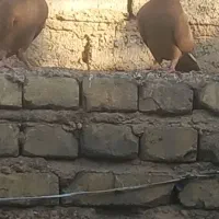 نرو ماده زرد پلاکی