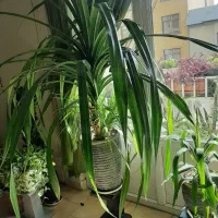 پاندانوس  ،، ب دلیل جابجایی عجله در فروش دارم|گل و گیاه طبیعی|تهران, نیلوفر|دیوار