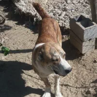 سگ آلابای اصیل