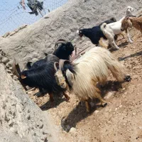 پازن ترکی