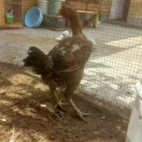 مرغ لاری|حیوانات مزرعه|شیراز, شهرک مفتح|دیوار