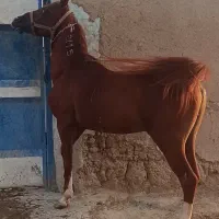 اسب نریان عرب