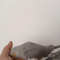 عروس هلندی دستی|پرنده|تفت, |دیوار