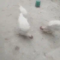 خروس|حیوانات مزرعه|شیراز, کوشک میدان|دیوار