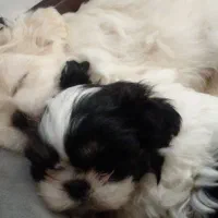 ۲عدد مولد شیتزو|سگ|دماوند, دماوند|دیوار