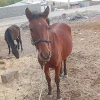 مادیون|اسب و تجهیزات اسبسواری|الشتر, |دیوار