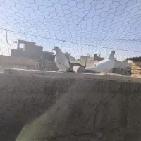 کله دم سبز|پرنده|اصفهان, پوریای ولی|دیوار