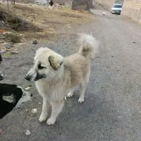 واگذاری سگ رایگان