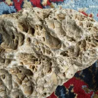 سنگ ویترین ،فسیل مرجان دریایی|کلکسیون اشیاء عتیقه|اردل, |دیوار