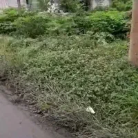 1قطعه مزرعه 500متری بر خیابان 1قطعه زمین 900متری|فروش زمین و ملک کلنگی|آستانه اشرفیه, |دیوار